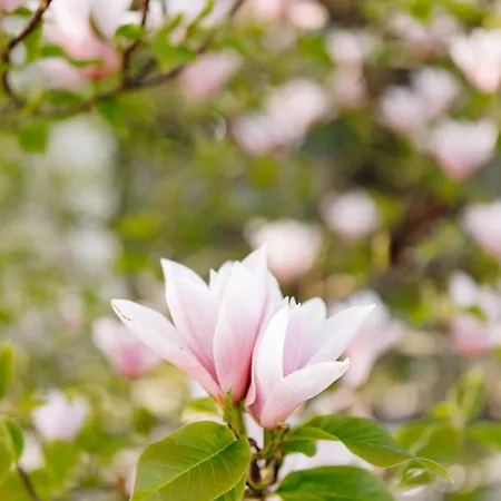 Studio A La Campagne