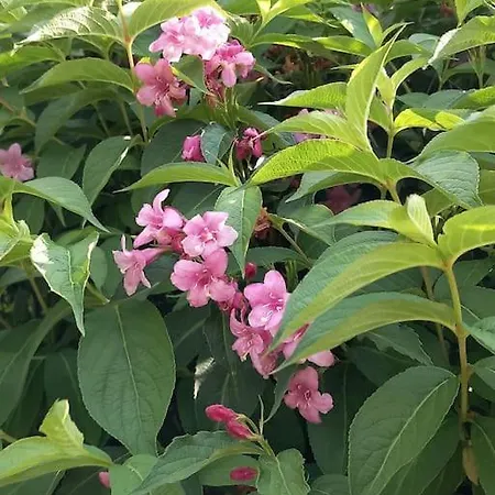 Studio A La Campagne