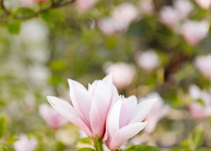 Studio A La Campagne