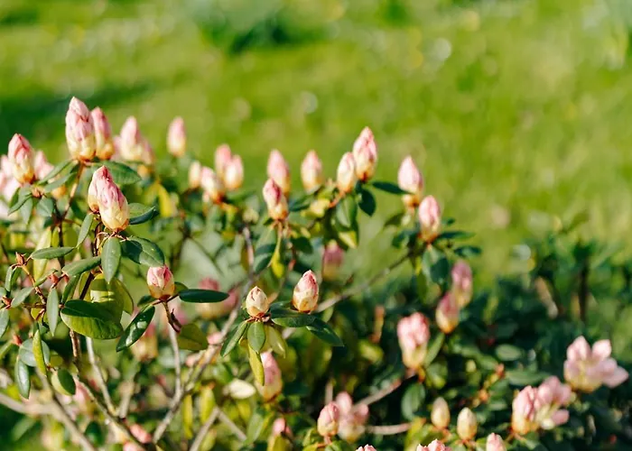 Апартаменты Studio A La Campagne