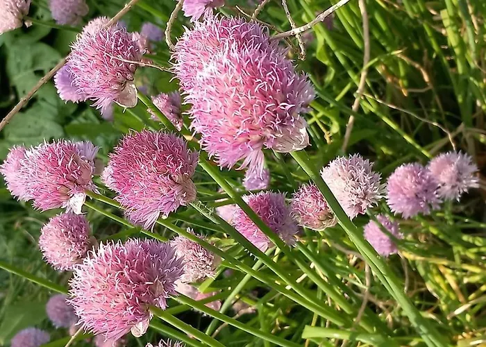 Апартаменты Studio A La Campagne *