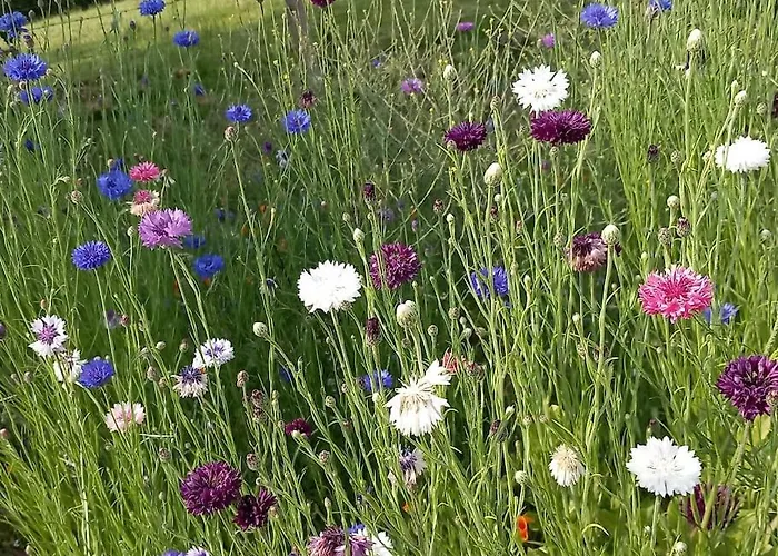 Апартаменты Studio A La Campagne Saint-Martin-le-Gaillard